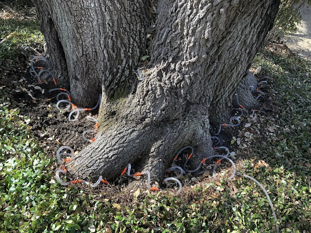 Detailed Shrub and Hedge Trimming job site in Sabina