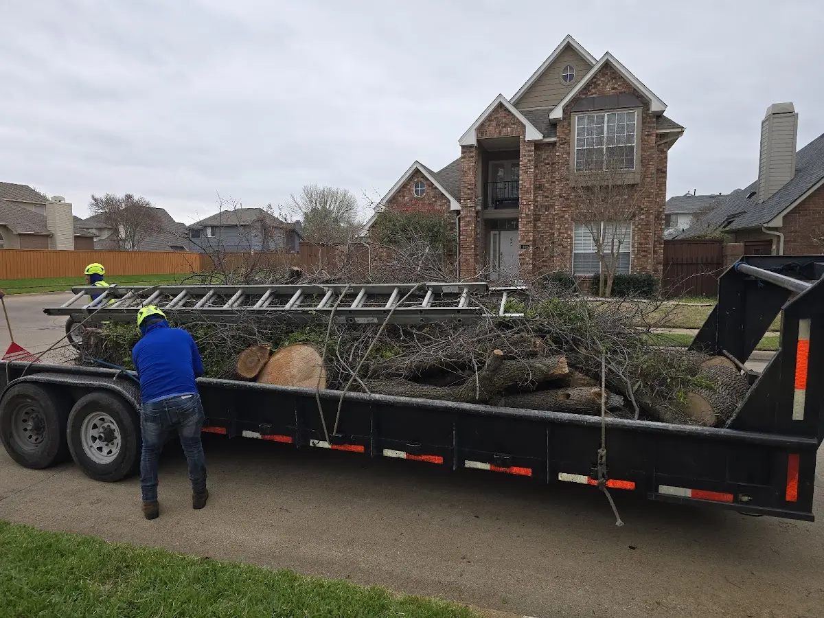 Expert Tree Pest Control with proper safety equipment in Sabina
